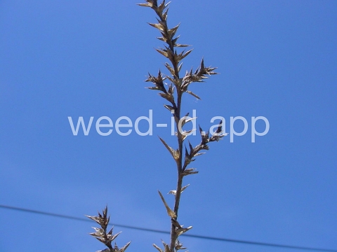 thistle, Russian